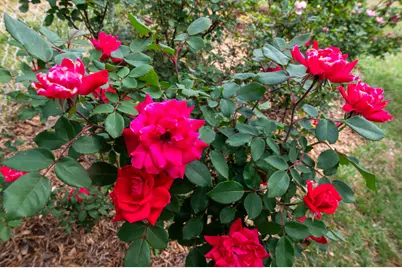 99 Sudlow Lake Road, Graniteville, SC 29829 - Photo 28