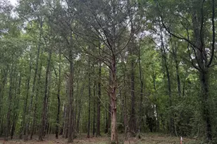 Tbd Pine Valley Dr, Edgefield, SC 29824 - Photo 1
