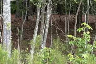Lot B Cemetery Rd, Elko, SC 29826 - Photo 1