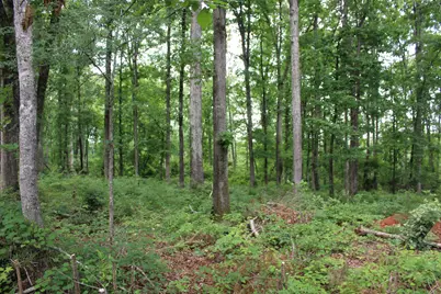 Tbd Pineywood Road #Tbd, Saluda, SC 29138 - Photo 8