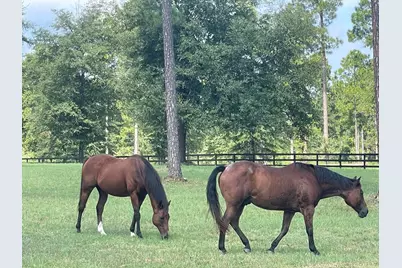 252 Paddock Clb Parkway, Aiken, SC 29803 - Photo 8