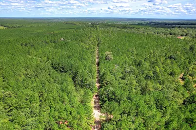 64.68 Acre Mt Beulah Road, Windsor, SC 29856 - Photo 12