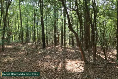0 Lot 8 Holiness Church Road, Wagener, SC 29164 - Photo 22