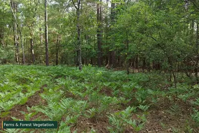 0 Lot 8 Holiness Church Road, Wagener, SC 29164 - Photo 24