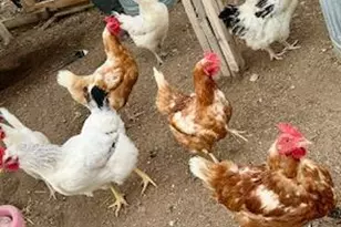 2940 W Willow Breeze Rd, Chino Valley, AZ 86323 - Photo 16