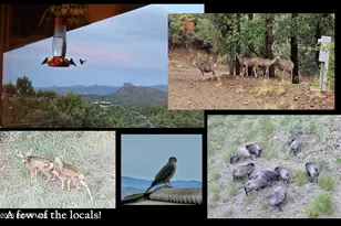 1515 N Happy Valley Rd, Prescott, AZ 86305 - Photo 66