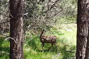 219 Midway, Prescott, AZ 86305 - Photo 24