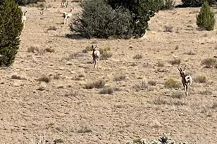 61744 Jackpot Ranch Rd, Seligman, AZ 86337 - Photo 42