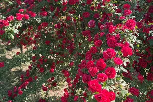 8833 N Grass Vly Ln, Prescott Valley, AZ 86315 - Photo 54