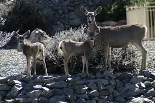 525 Lotus Ct, Prescott, AZ 86301 - Photo 4