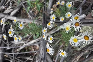 7250 W Hootenanny Rd, Prescott, AZ 86305 - Photo 28