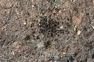 46625 N Jackrabbit Circle, Ash Fork, AZ 86320 - Photo 48