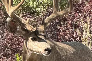 1390 E Valley View Rd, Prescott, AZ 86303 - Photo 44