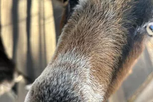 13686 S Burton Rd, Mayer, AZ 86333 - Photo 38