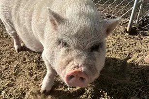 13686 S Burton Rd, Mayer, AZ 86333 - Photo 40