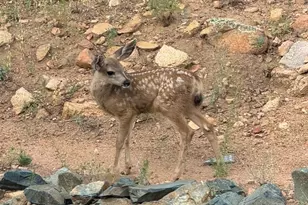 1716 Alpine Meadows Ln, Prescott, AZ 86303 - Photo 46