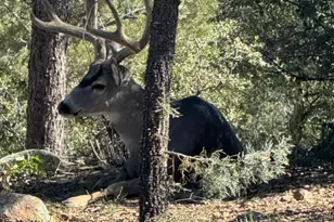 1716 Alpine Meadows Ln, Prescott, AZ 86303 - Photo 48