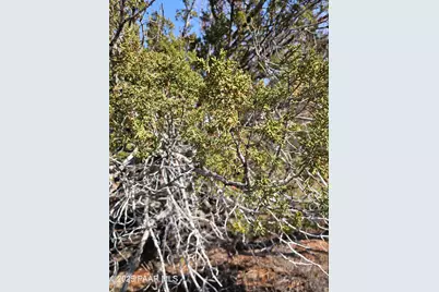 54892 N Potrero Lane, Seligman, AZ 86337 - Photo 14