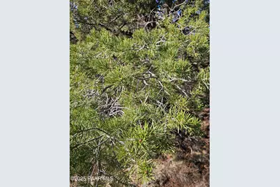 54892 N Potrero Lane, Seligman, AZ 86337 - Photo 16