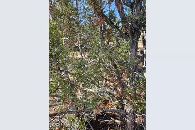 54892 N Potrero Lane, Seligman, AZ 86337 - Photo 18