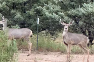 2820 N Cobey Joe Trail, Chino Valley, AZ 86323 - Photo 22