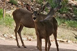 2394 Oakwood Dr, Prescott, AZ 86305 - Photo 64