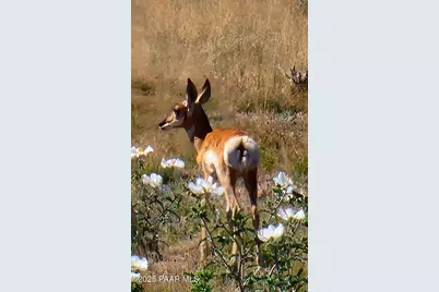 1125 N Wagon Wheel Place, Chino Valley, AZ 86323 - Photo 52