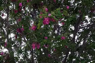 1125 N Wagon Wheel Pl, Chino Valley, AZ 86323 - Photo 54