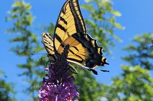 1125 N Wagon Wheel Pl, Chino Valley, AZ 86323 - Photo 56
