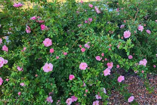 1125 N Wagon Wheel Pl, Chino Valley, AZ 86323 - Photo 54