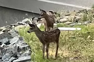 1448 Cathedral Pines Dr, Prescott, AZ 86303 - Photo 62