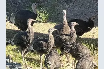 1448 Cathedral Pines Drive, Prescott, AZ 86303 - Photo 60