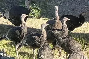 1448 Cathedral Pines Dr, Prescott, AZ 86303 - Photo 60