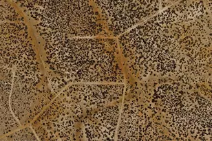 32134 W Forest Ln, Seligman, AZ 86337 - Photo 1