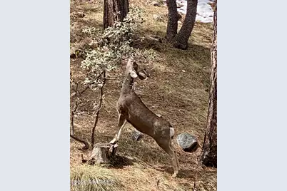 1677 Coyote Road, Prescott, AZ 86303 - Photo 22