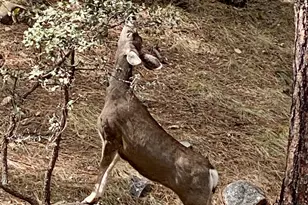 1677 Coyote Rd, Prescott, AZ 86303 - Photo 22