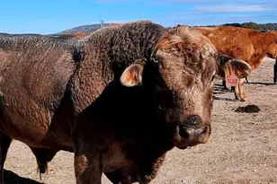 N/A N/A, Seligman, AZ 86337 - Photo 18