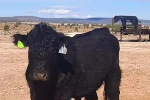 N/A N/A, Seligman, AZ 86337 - Photo 6