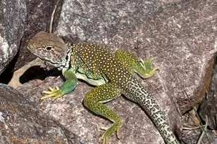 11911 N Tevy Trail, Prescott Valley, AZ 86315 - Photo 46