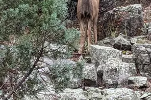 3650 Lone Oak Ct, Prescott, AZ 86305 - Photo 58
