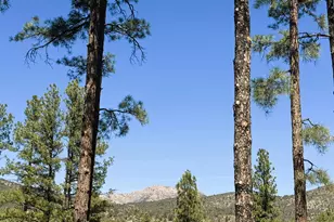 3169 W Crestview Dr, Prescott, AZ 86305 - Photo 48