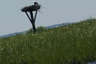 1159 Radio Rd, Little Egg Harbor, NJ 08087 - Photo 38