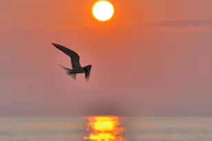 492 Ocean Ave, Sea Bright, NJ 07760 - Photo 120