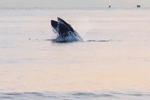 492 Ocean Ave, Sea Bright, NJ 07760 - Photo 118