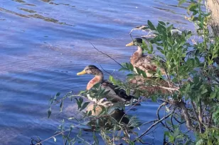 397A Chesterfield Ct, Lakewood, NJ 08701 - Photo 34