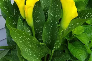 9 Pine Valley Rd, Lakewood, NJ 08701 - Photo 44