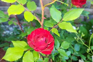 504 Emory St, Asbury Park, NJ 07712 - Photo 34