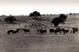 3173 Roblar Ave, Santa Ynez, CA 93460 - Photo 34