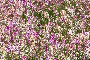 40 Bobcat Springs Rd, Buellton, CA 93427 - Photo 34