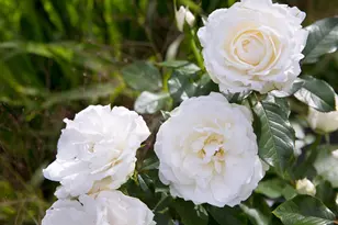 305 Mesa Ln, Santa Barbara, CA 93109 - Photo 22